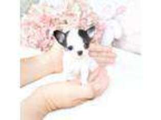 Chihuahua Puppy for sale in Concord, NC, USA