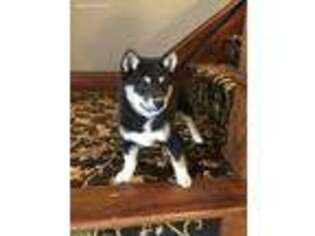 Shiba Inu Puppy for sale in Marion, OH, USA