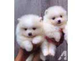Pomeranian Puppy for sale in CITY OF INDUSTRY, CA, USA