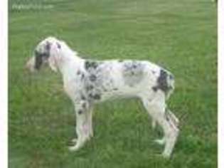 Great Dane Puppy for sale in Marengo, IA, USA