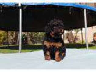 Mutt Puppy for sale in Oxnard, CA, USA