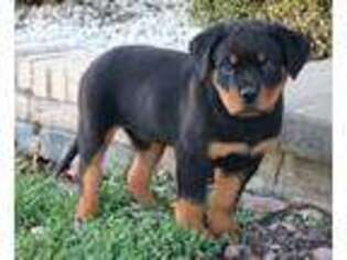 Rottweiler Puppy for sale in Honey Grove, PA, USA