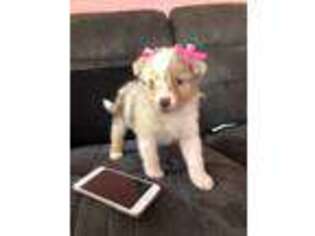 Australian Shepherd Puppy for sale in Independence, MO, USA