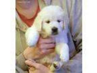 Mutt Puppy for sale in Michigan City, IN, USA