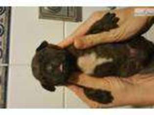 Mastiff Puppy for sale in Anchorage, AK, USA