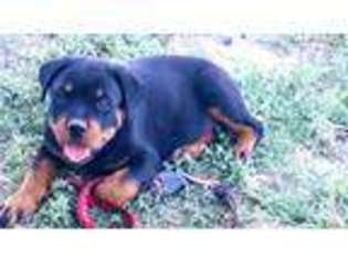Rottweiler Puppy for sale in Rio Grande City, TX, USA