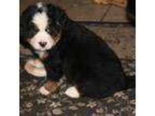 Bernese Mountain Dog Puppy for sale in Kirkville, NY, USA