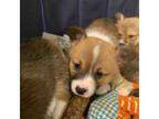 Pembroke Welsh Corgi Puppy for sale in Kirkland, WA, USA