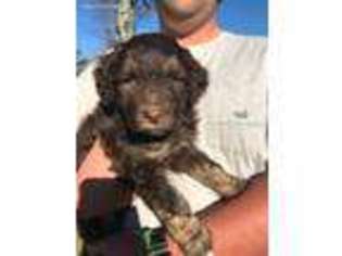 Mutt Puppy for sale in Golden, MS, USA