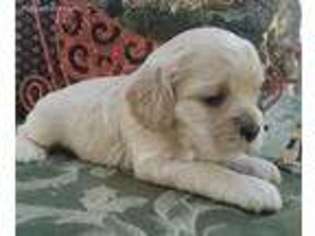 Cocker Spaniel Puppy for sale in Whitesboro, TX, USA