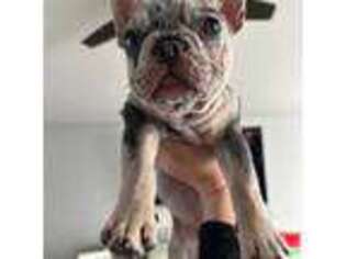 French Bulldog Puppy for sale in Middleville, MI, USA