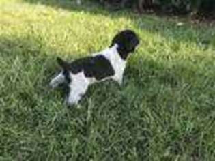 German Wirehaired Pointer Puppy for sale in Chesapeake, VA, USA