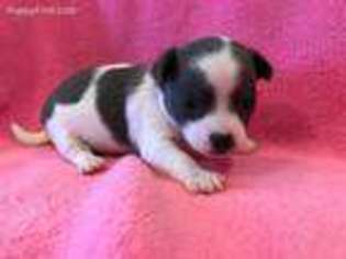 Chihuahua Puppy for sale in Deridder, LA, USA