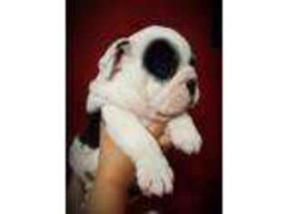 Bulldog Puppy for sale in Kansas City, KS, USA