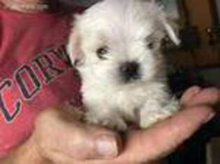 Maltese Puppy for sale in Pensacola, FL, USA