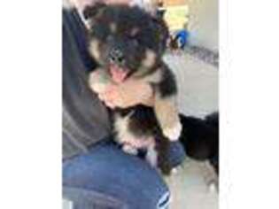Alaskan Malamute Puppy for sale in El Paso, TX, USA