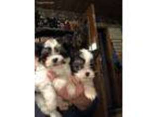 Chorkie Puppy for sale in Lacona, NY, USA