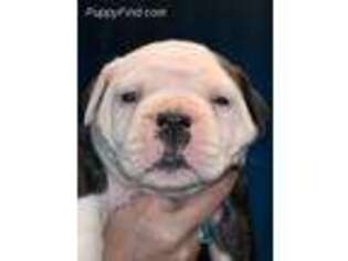 American Bulldog Puppy for sale in Roanoke, IN, USA