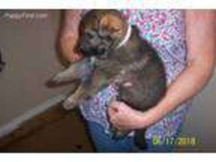 German Shepherd Dog Puppy for sale in Joshua, TX, USA