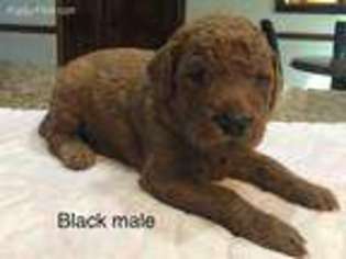 Goldendoodle Puppy for sale in Spencerville, OH, USA