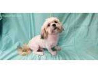 Lhasa Apso Puppy for sale in Pittsfield, IL, USA