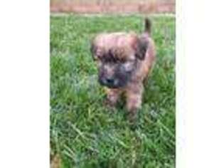 Soft Coated Wheaten Terrier Puppy for sale in Whittier, CA, USA
