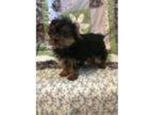 Yorkshire Terrier Puppy for sale in Royse City, TX, USA