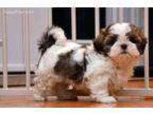 Mutt Puppy for sale in North Charleston, SC, USA