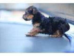 Yorkshire Terrier Puppy for sale in Hazlehurst, GA, USA