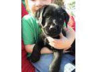 Labrador Retriever Puppy for sale in Alvarado, TX, USA