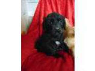 Goldendoodle Puppy for sale in Whitehall, MT, USA