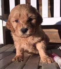 Goldendoodle Puppy for sale in Scipio, IN, USA