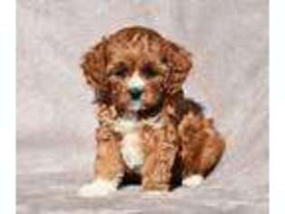 Cavapoo Puppy for sale in Paxinos, PA, USA