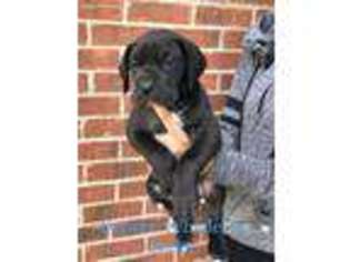 Great Dane Puppy for sale in Wayne, MI, USA