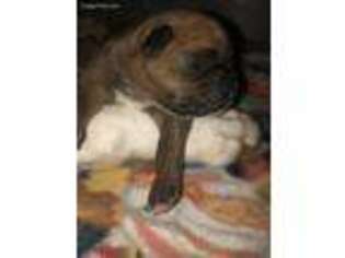 Boxer Puppy for sale in Warrenton, VA, USA