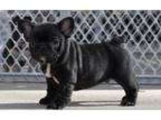 French Bulldog Puppy for sale in Denton, NC, USA