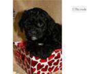 Shih-Poo Puppy for sale in Pueblo, CO, USA