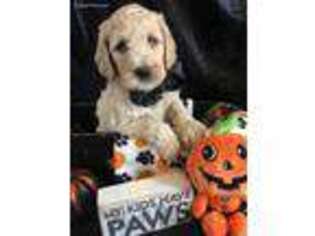 Goldendoodle Puppy for sale in Pickford, MI, USA