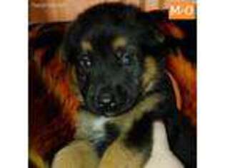 German Shepherd Dog Puppy for sale in North Highlands, CA, USA