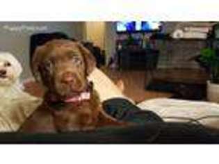Labrador Retriever Puppy for sale in Fairborn, OH, USA