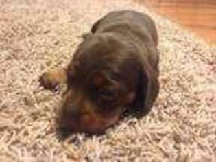 Dachshund Puppy for sale in Spring Creek, PA, USA
