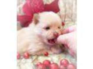 Pomeranian Puppy for sale in Mount Carmel, IL, USA
