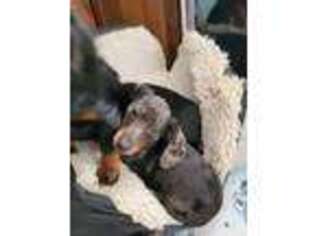Dachshund Puppy for sale in Greenville, NC, USA