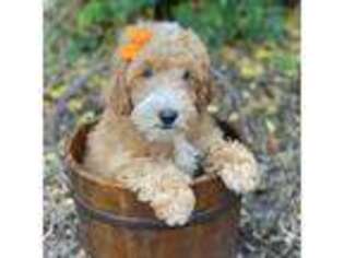 Goldendoodle Puppy for sale in Fort Worth, TX, USA