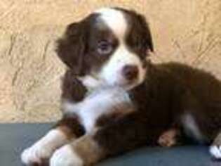 Australian Shepherd Puppy for sale in Quinlan, TX, USA