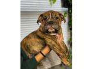 Bulldog Puppy for sale in Bridgeview, IL, USA