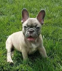 French Bulldog Puppy for sale in Winchester, CA, USA