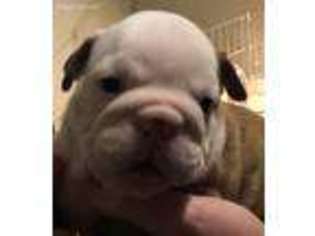 Bulldog Puppy for sale in Mount Vernon, WA, USA