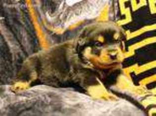 Rottweiler Puppy for sale in Dublin, GA, USA