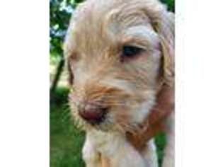Labradoodle Puppy for sale in Walla Walla, WA, USA